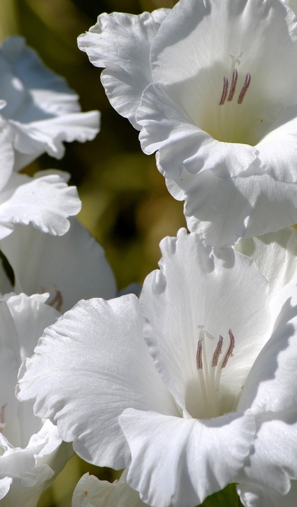 Красивые белые гладиолусы