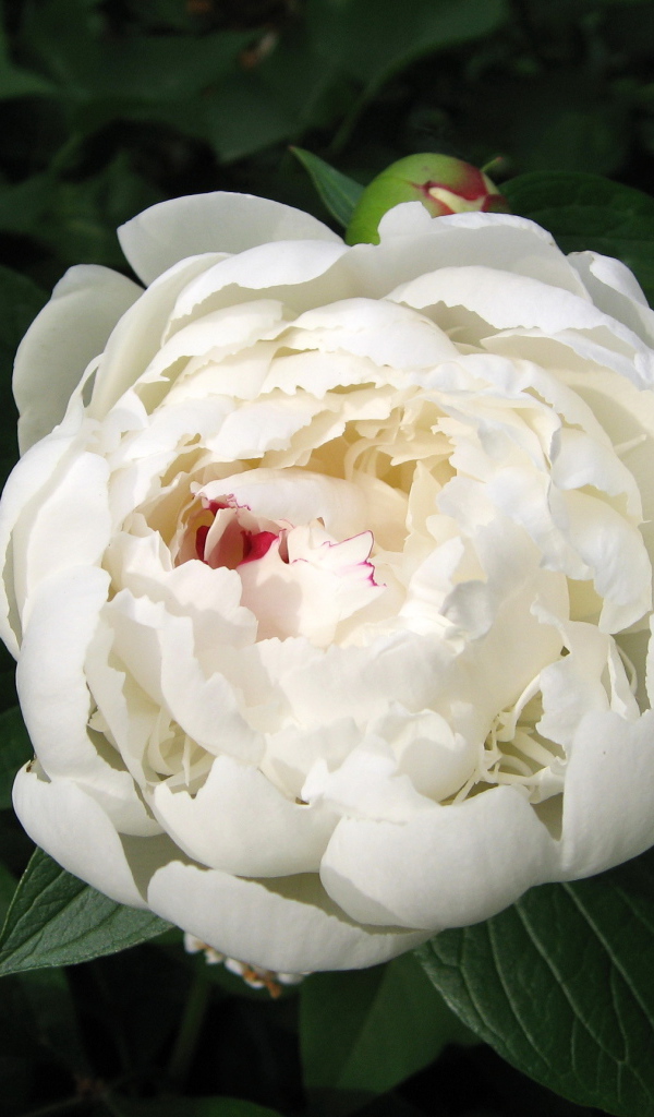 Красивый белый пион