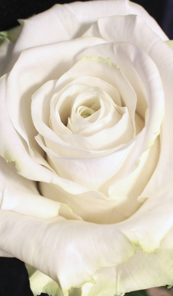 Красивая белая роза на чёрном фоне