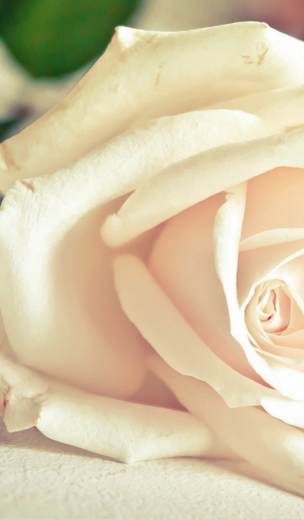 Красивая белая роза на белом столе