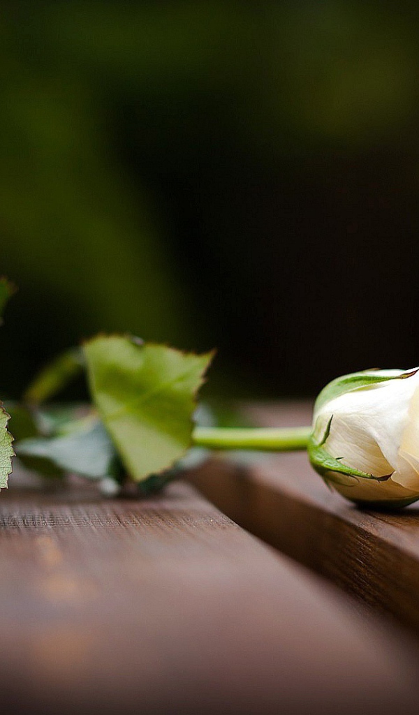 Красивая белая роза на скамейке