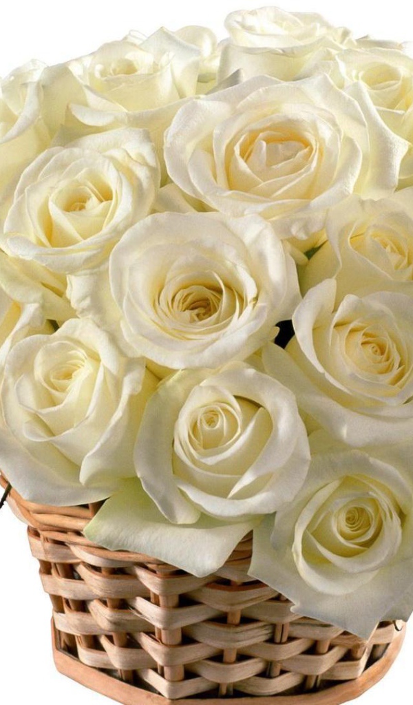 Красивые белые розы в корзине