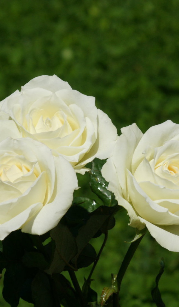 Красивые белые розы на фоне травы