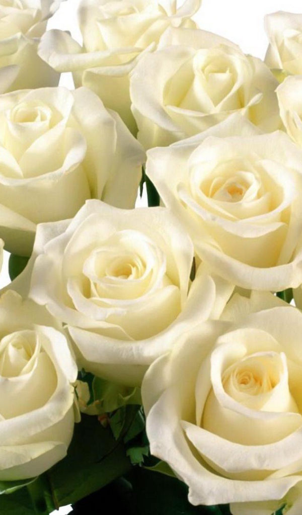 Красивые белые розы на белом фоне