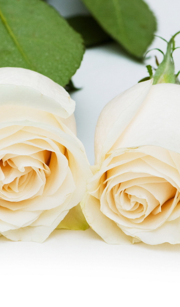 Красивые белые розы на белом столе