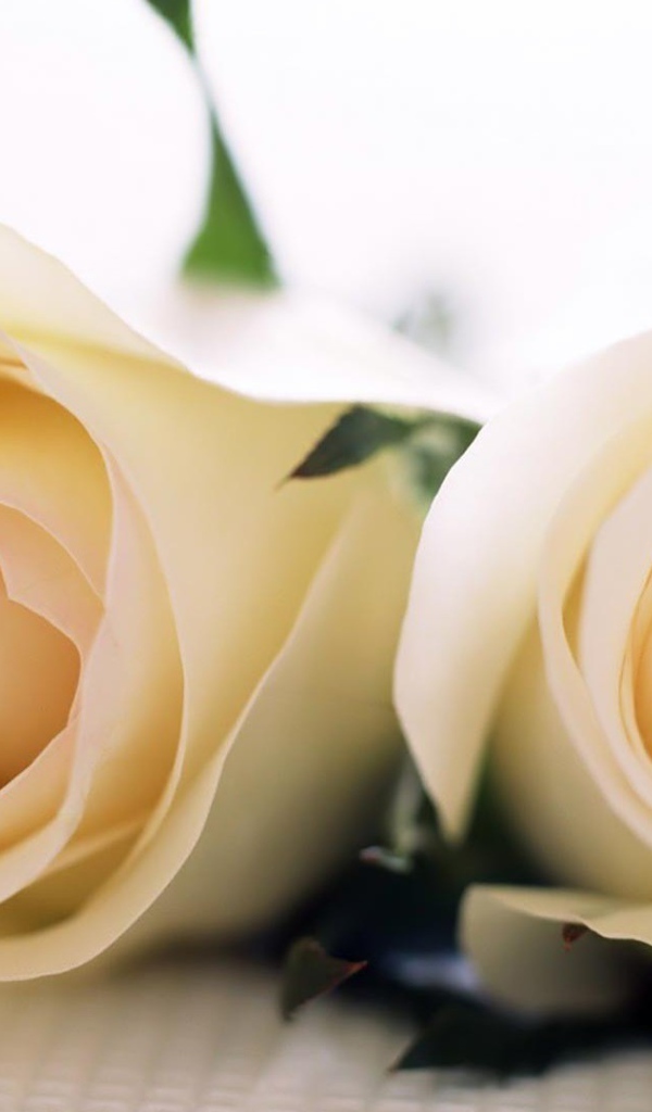 Красивые белые розы на белой скатерти