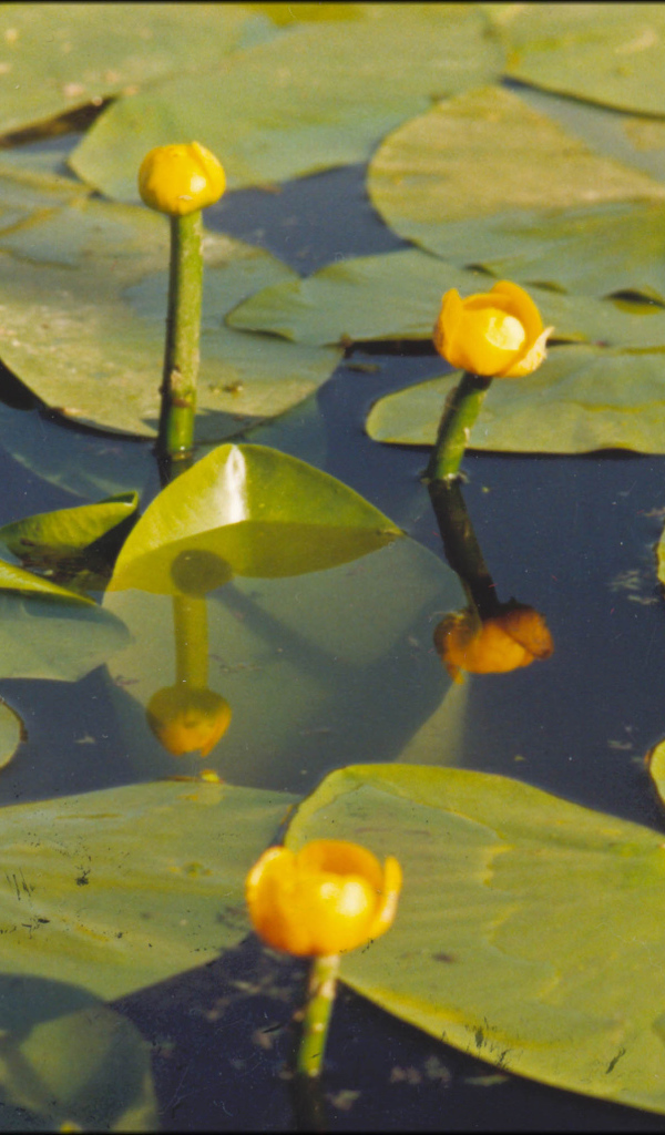 Красивая кубышка желтая