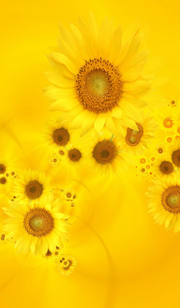 Красивый желтый фон с подсолнухом