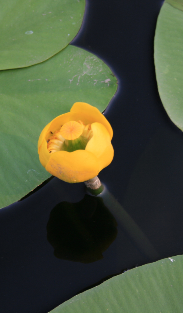 Красивый цветок кубышка желтая на воде