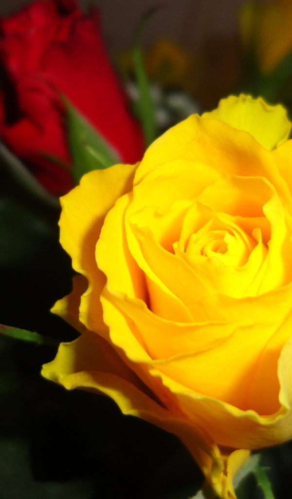 Красивая жёлтая роза