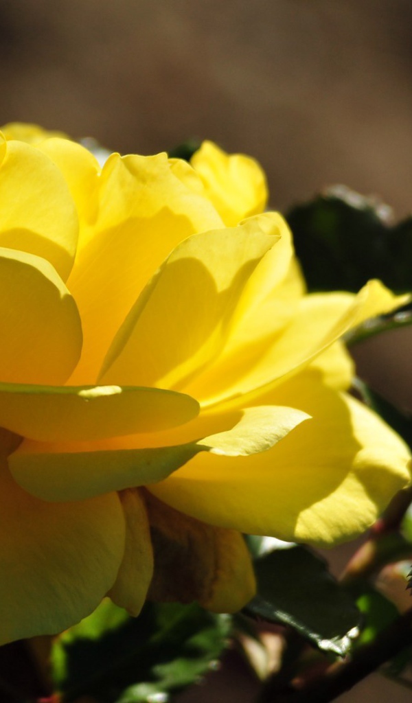 Красивые жёлтые розы цветут