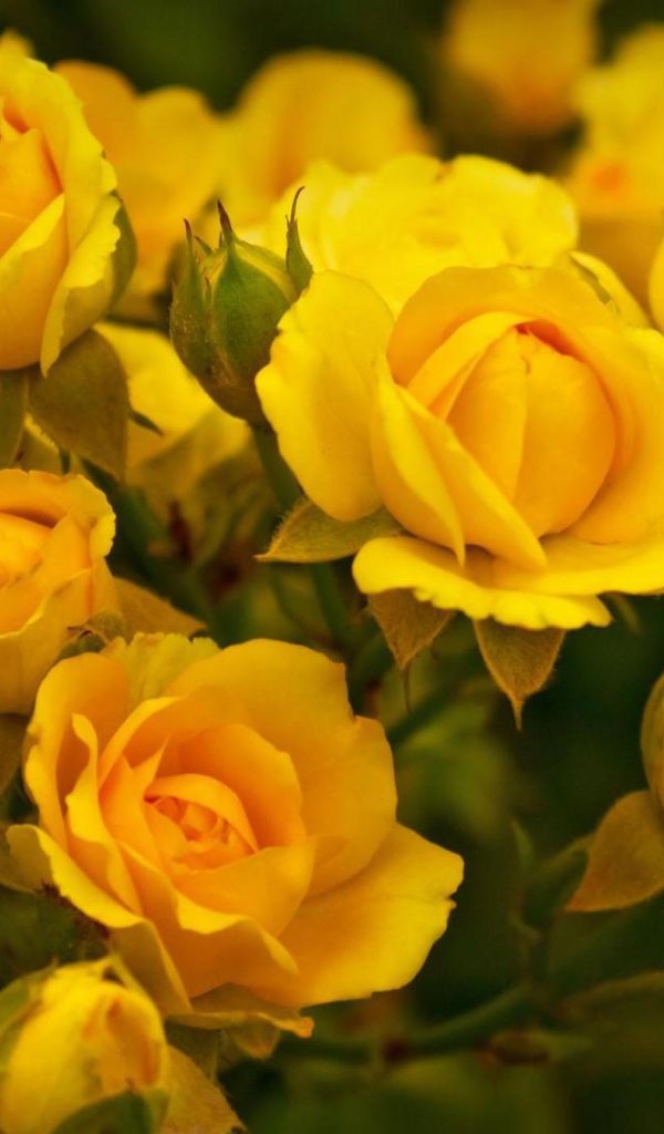 Красивые жёлтые розы в саду