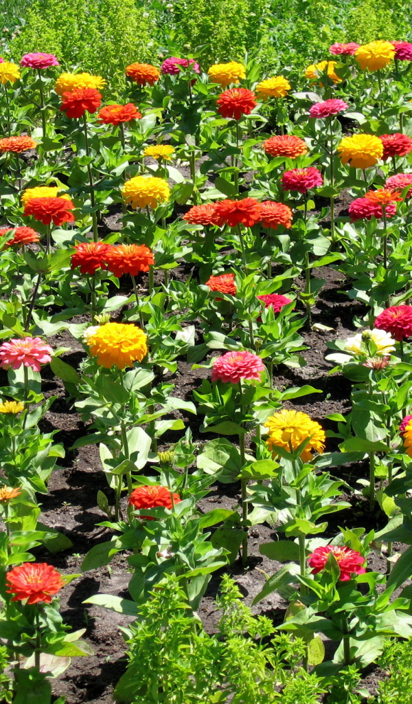 Красивая цинния (циния) на дачном участке
