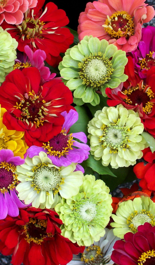 Красивая цинния в саду