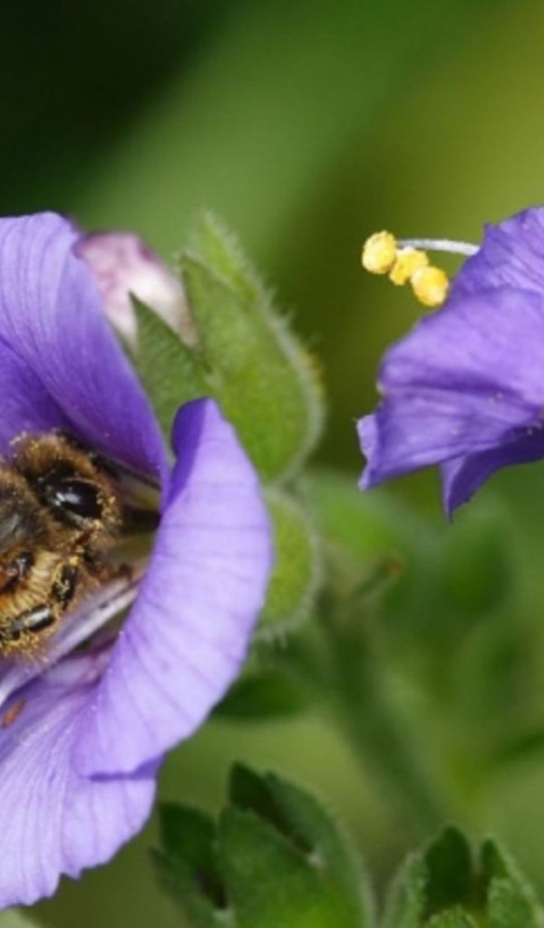 Пчела на колокольчике