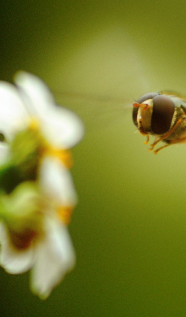 Пчела на белом цветке