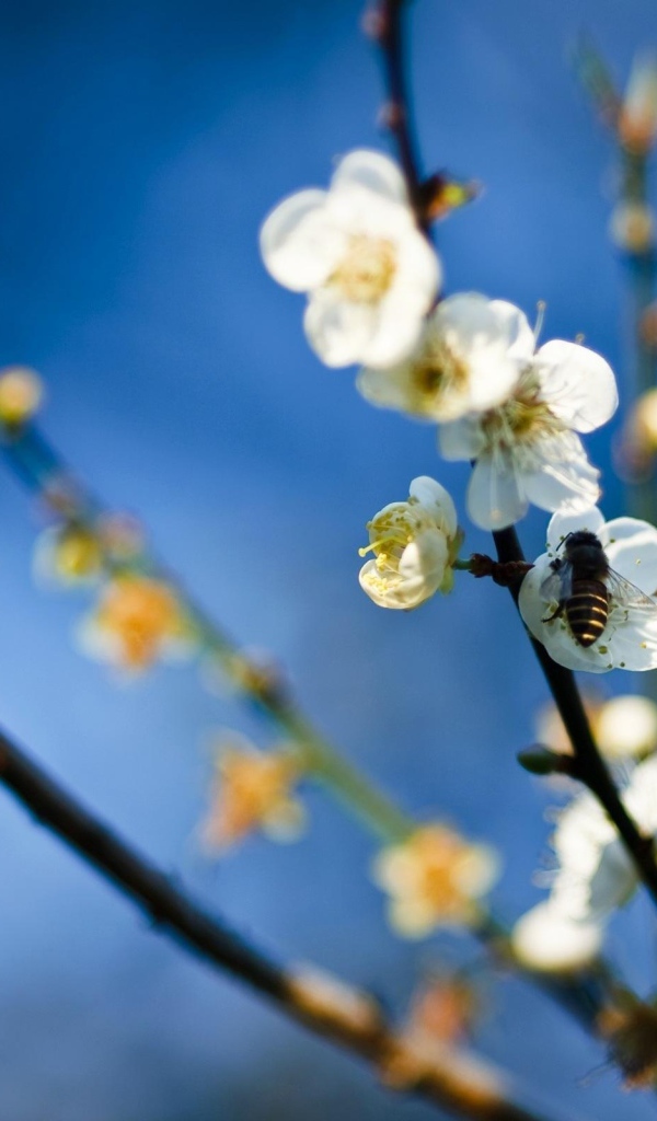 Пчела на белых цветах