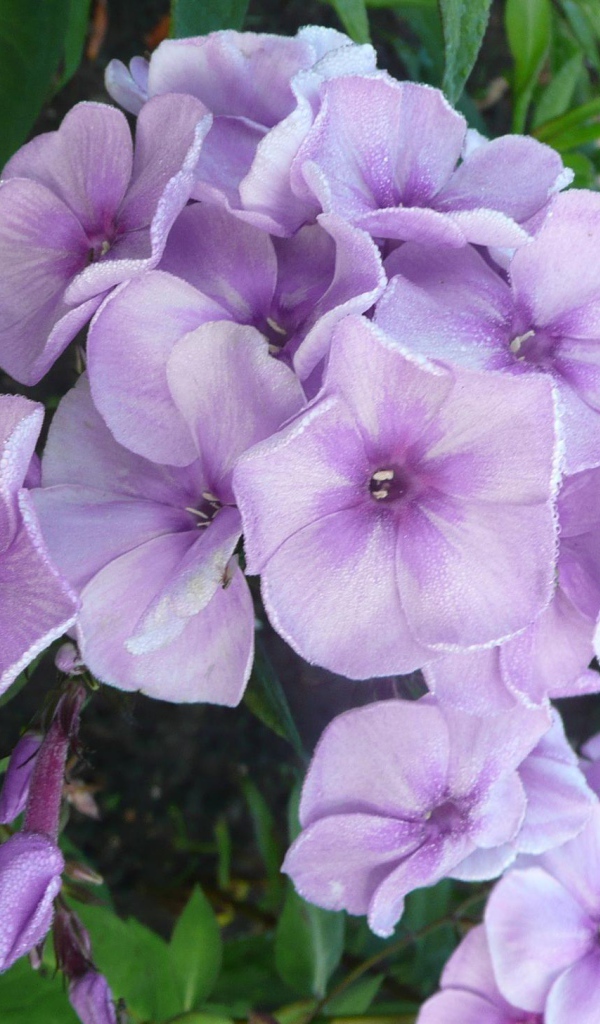 За домом красивые цветы флокс