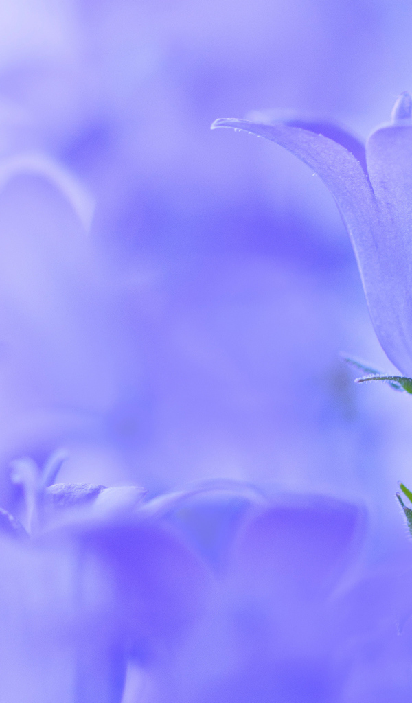 Колокольчик на голубом фоне