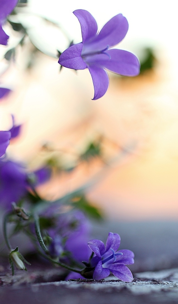 Колокольчики у дороги