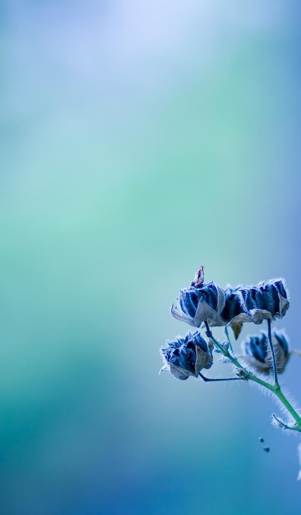 Колокольчики на голубом фоне