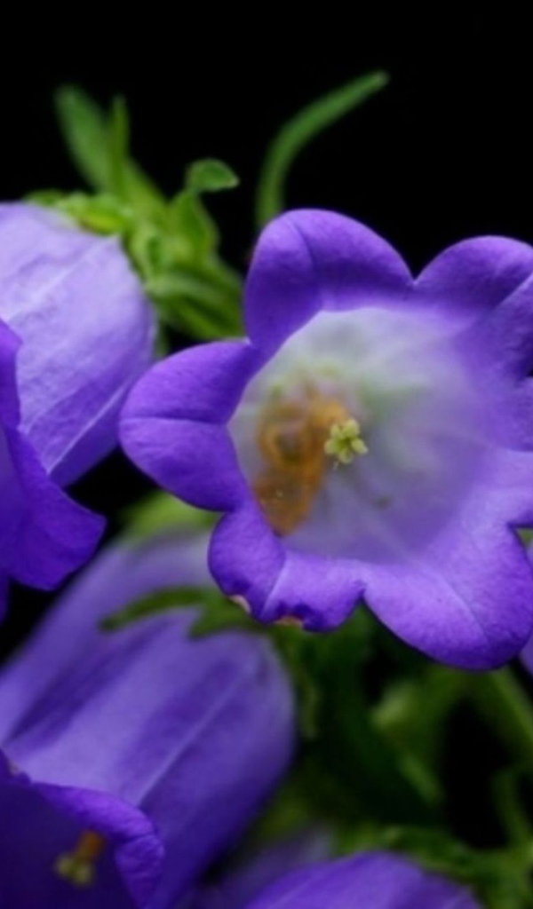 Колокольчики на черном фоне