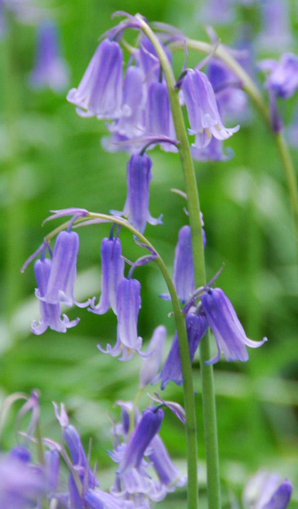 Колокольчики на лугу