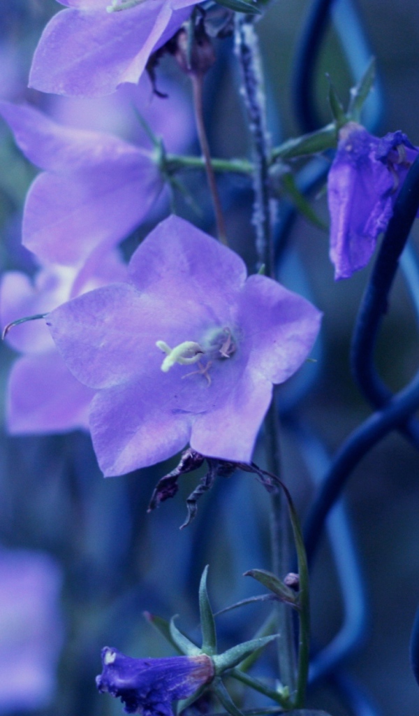 Колокольчики плетутся по забору