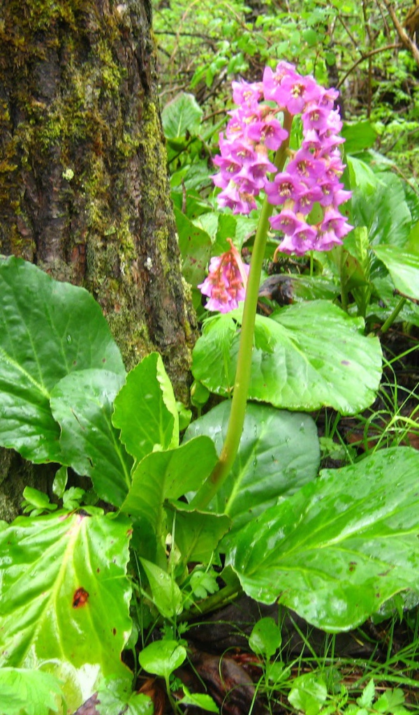 Красивые многолетние цветы бадан в лесу