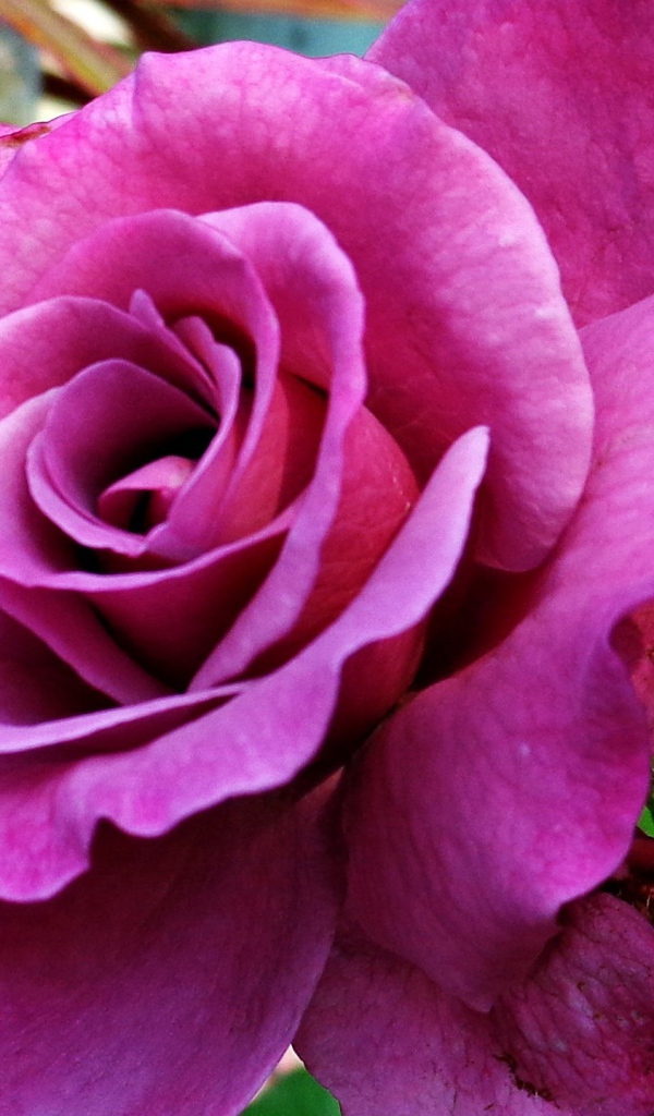 Большая фиолетовая роза