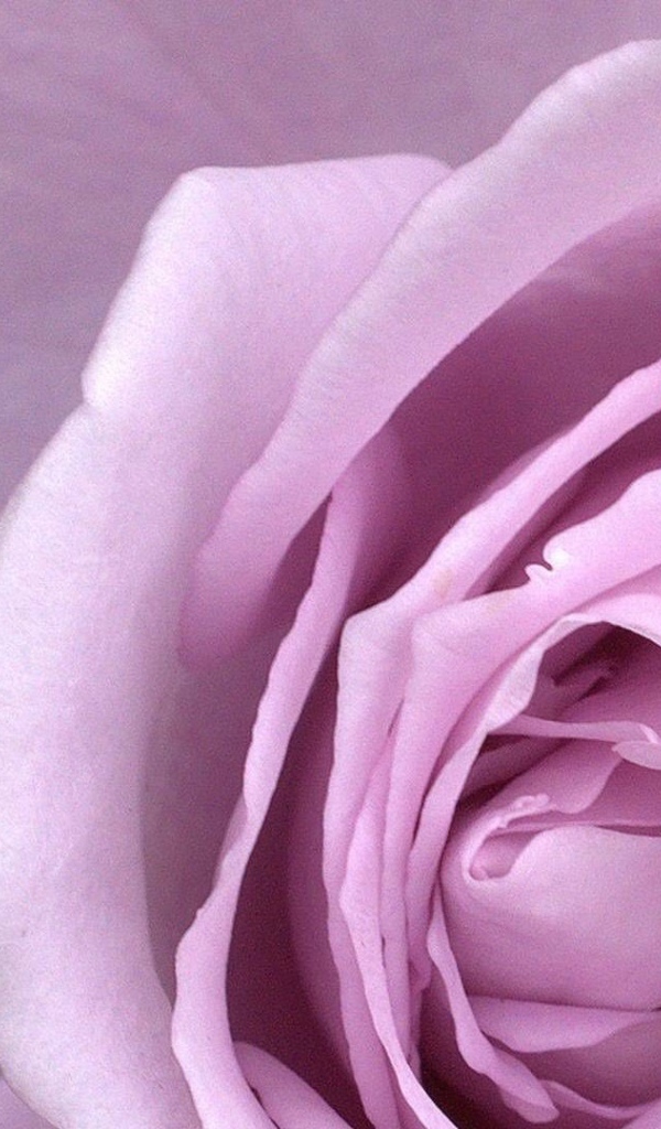 Большая фиолетовая роза крупным планом