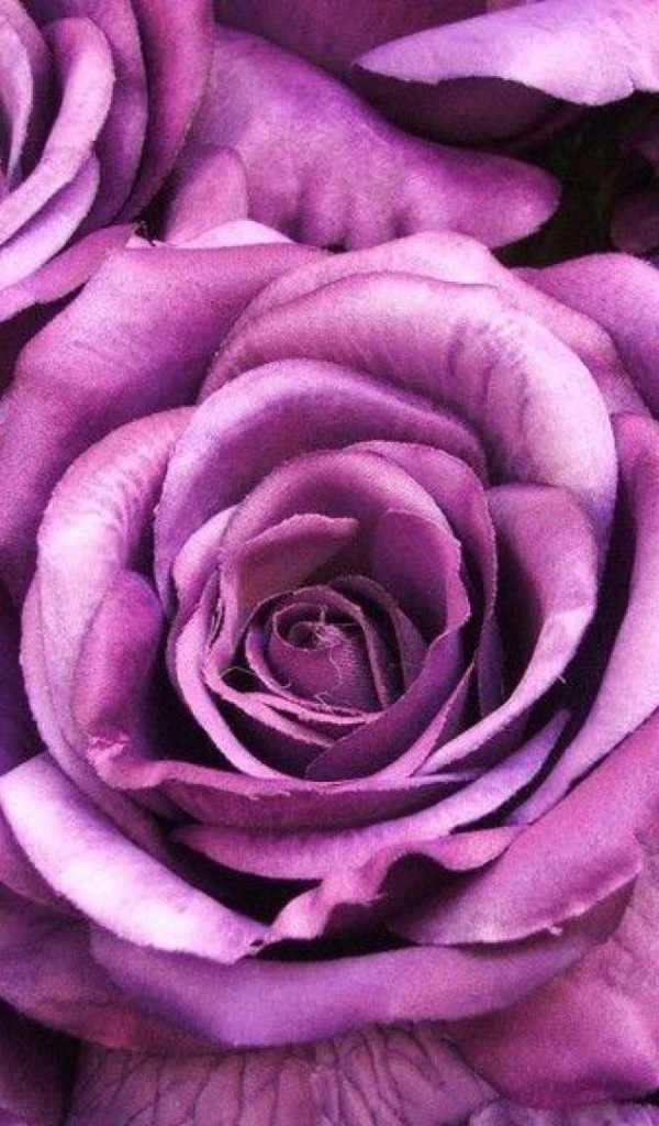 Большие фиолетовые розы