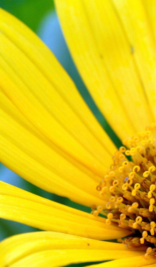 Большой желтый цветок