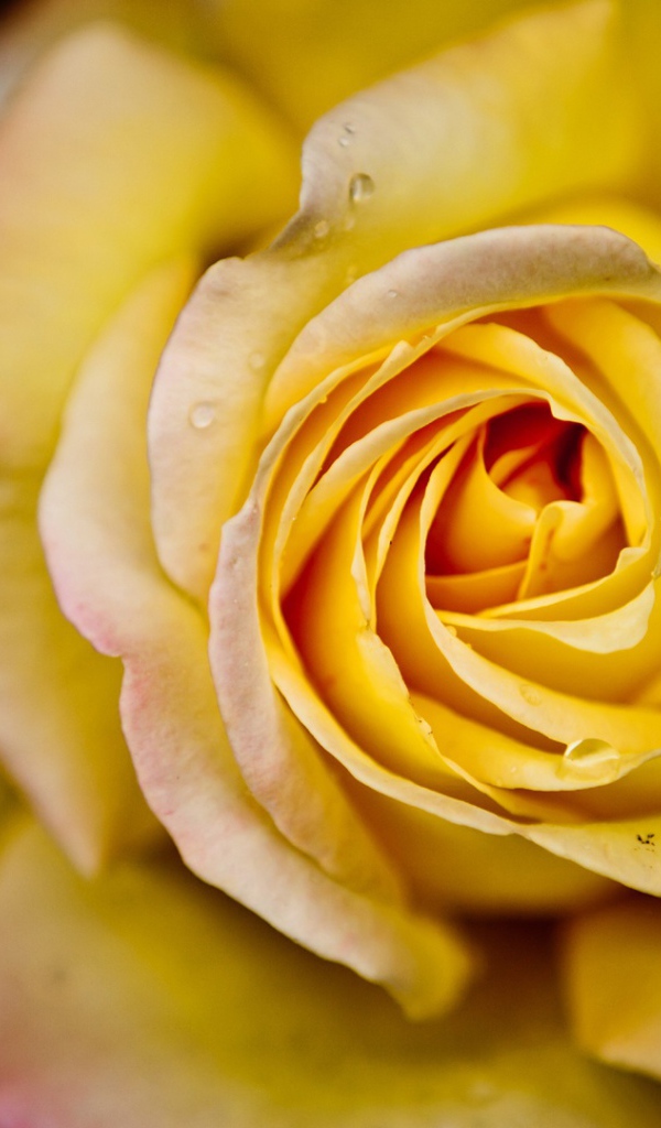 Большая жёлтая роза на чёрном фоне