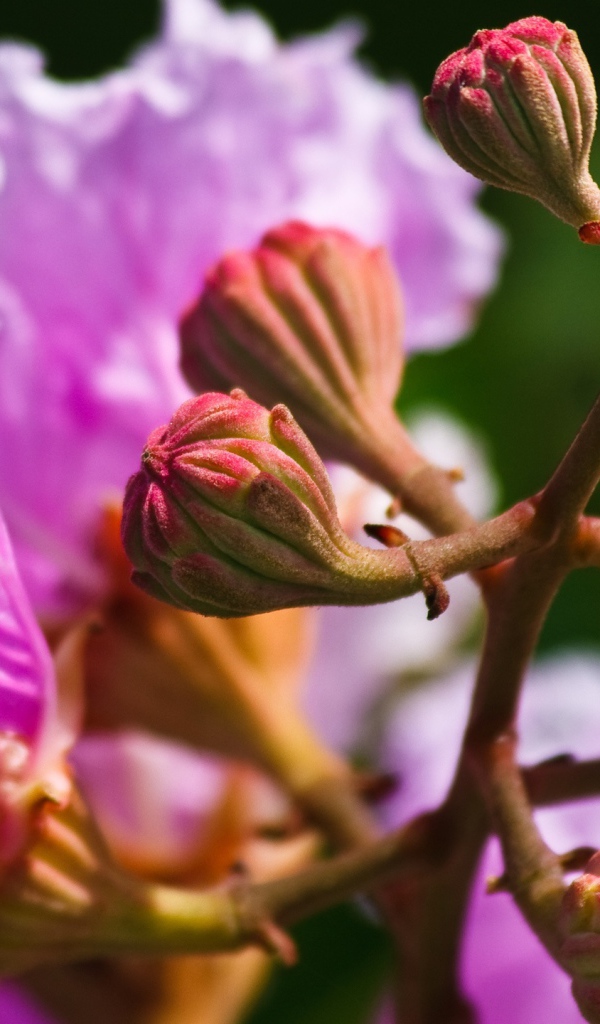 Рождение цветка