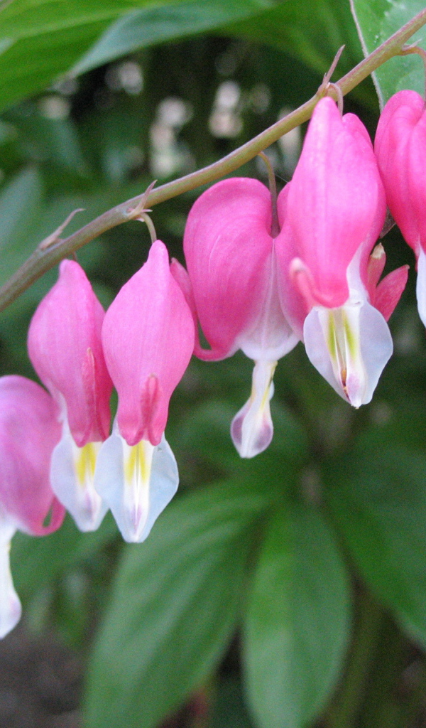 Выращивание цветов дицентра в саду