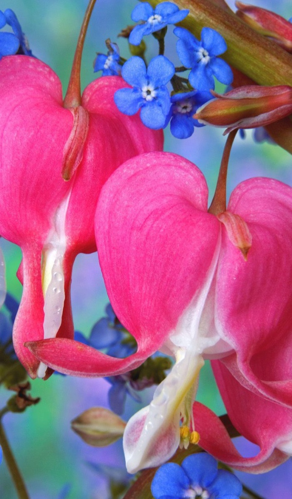 Цветы сердечки