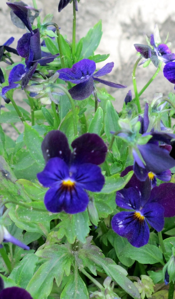 Расцвели прекрасные цветы анютины глазки в саду