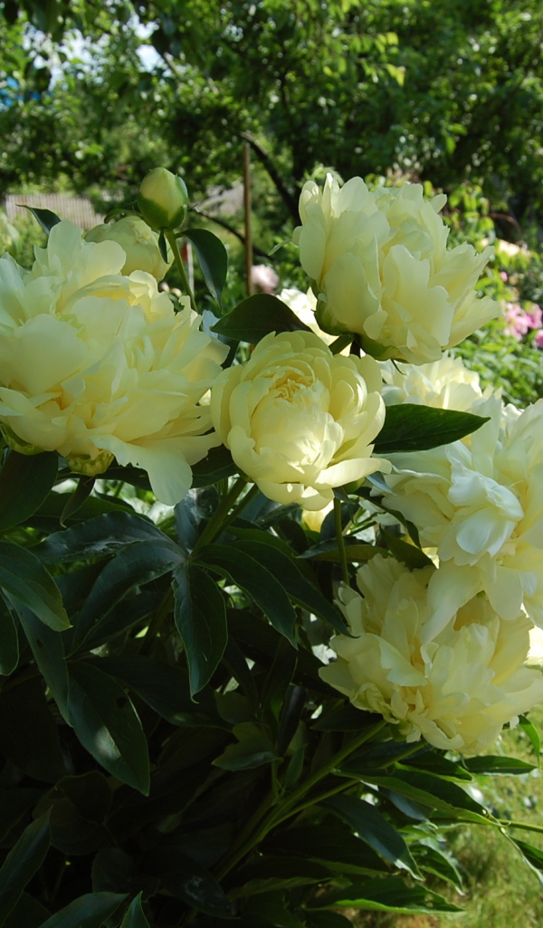 Расцвели красивые цветы пионы