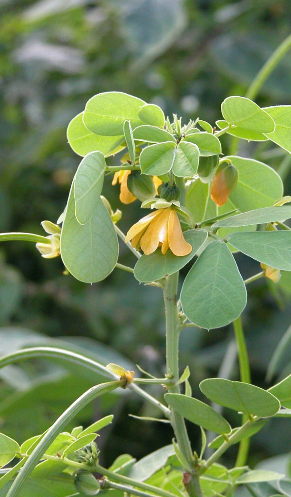 Расцвели красивые цветы растения резухи