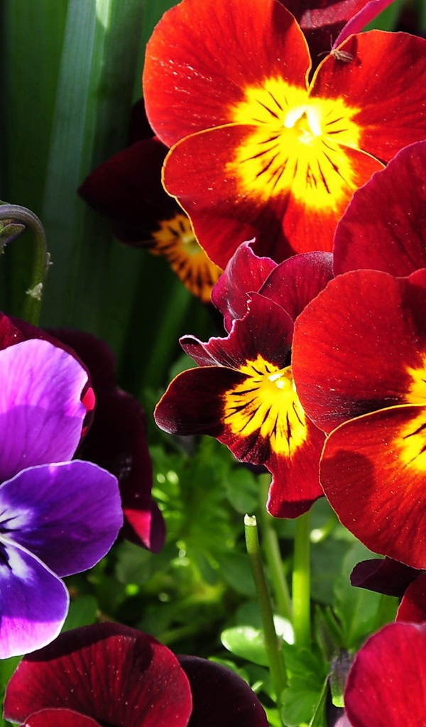 Расцвели прекрасные анютины глазки