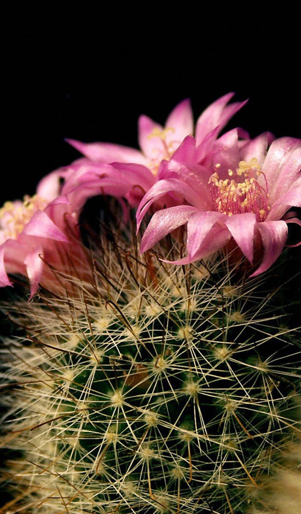 Цветущий кактус