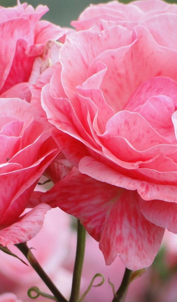 Распустившиеся розовые цветы