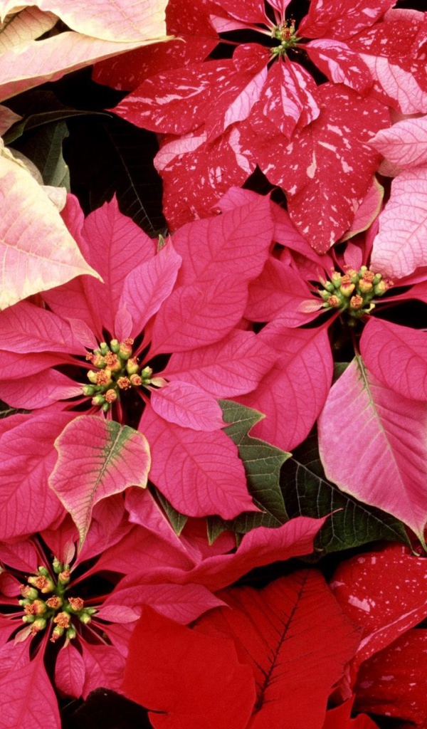 Красные цветы