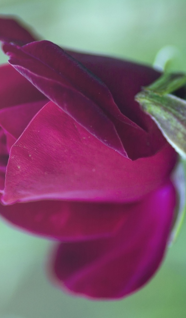 Цветущая фиолетовая роза