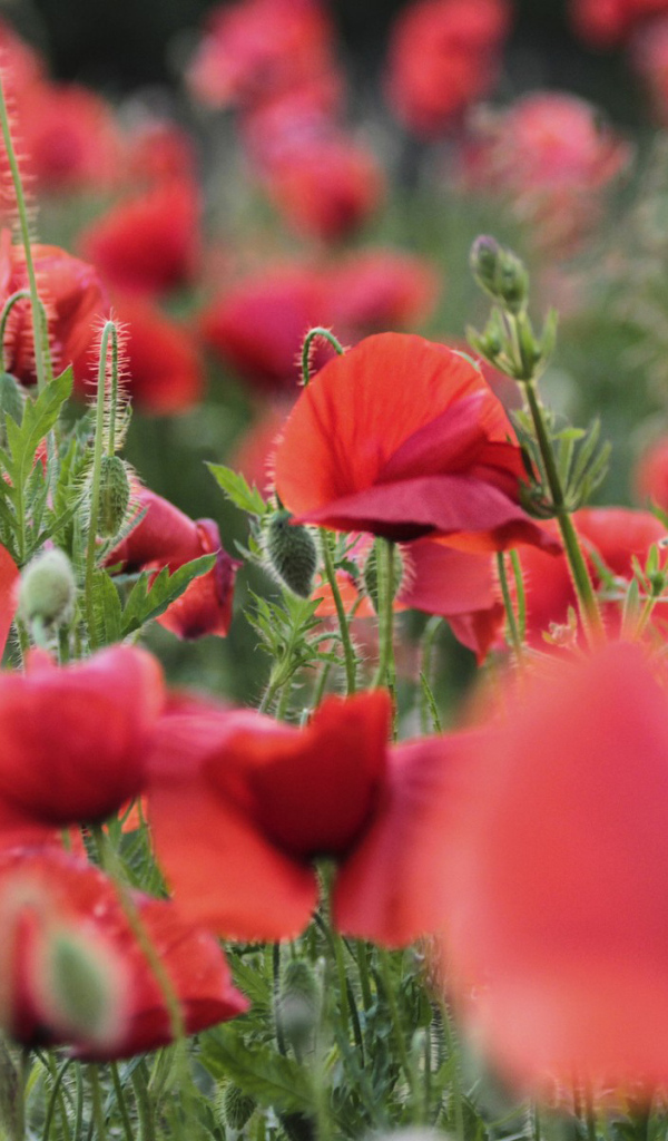 Цветущий восточный мак