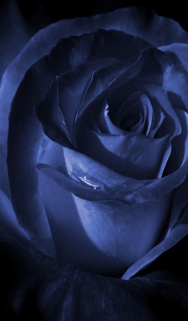 Синяя роза в темноте