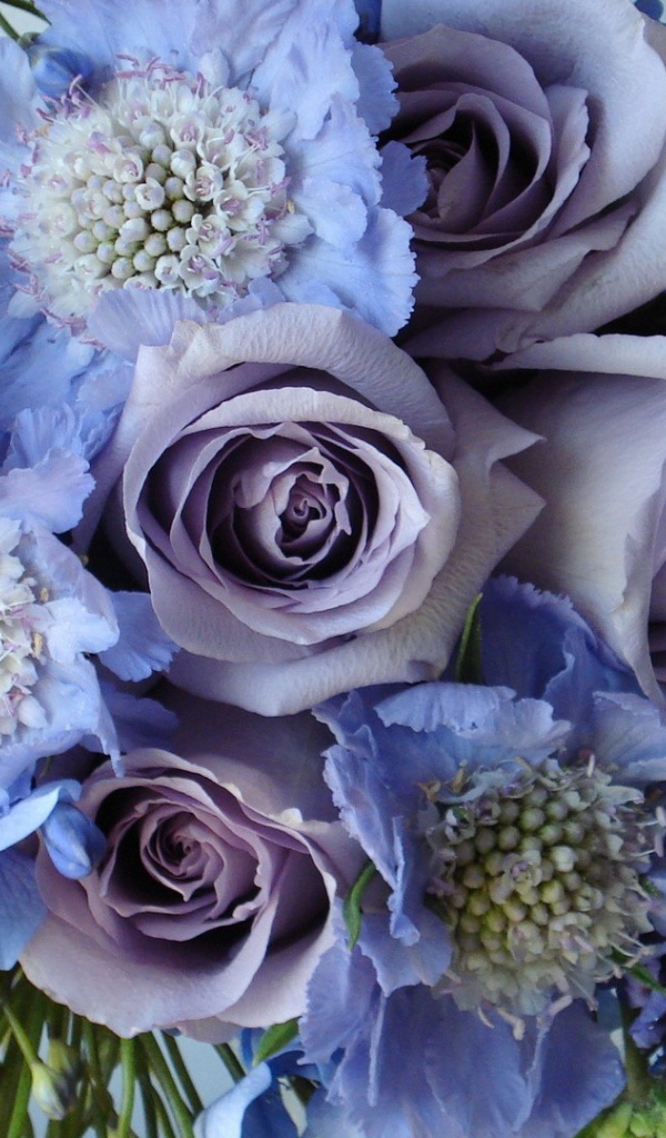 Голубые и фиолетовые цветы