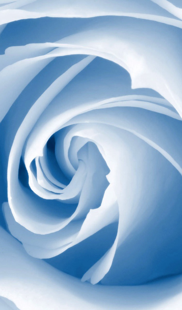 Голубой цветок