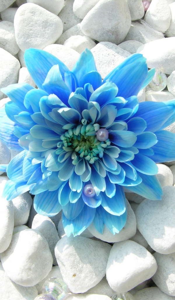 Голубой цветок на камнях